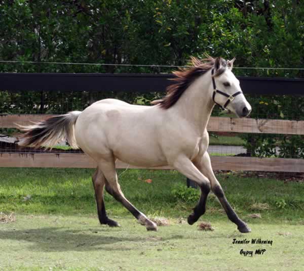 Gypsy Sport Horse for Sale | Buckskin | Serenity